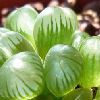 Vai alla scheda di Haworthia cooperi v. truncata