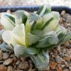 Vai alla scheda di Haworthia cooperi x maughanii f. variegata