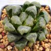 Vai alla scheda di Haworthia cv. diederik