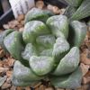 Vai alla scheda di Haworthia cv. francoise