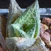 Vai alla scheda di Haworthia cv. jack brown