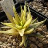 Vai alla scheda di Haworthia cv. kinjo f. variegata