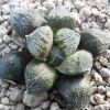 Vai alla scheda di Haworthia cv. sandra