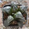 Vai alla scheda di Haworthia cv. sikinjohu