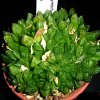 Vai alla scheda di Haworthia cymbiformis