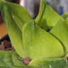 Vai alla scheda di Haworthia cymbiformis cv. rose