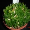 Vai alla scheda di Haworthia cymbiformis v. obtusa