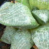 Vai alla scheda di Haworthia emelyae v. comptoniana