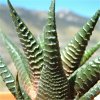 Vai alla scheda di Haworthia fasciata