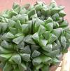 Vai alla scheda di Haworthia geraldii