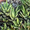 Vai alla scheda di Haworthia jacobseniana