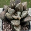 Vai alla scheda di Haworthia kegani cv. choco red