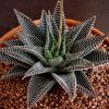 Vai alla scheda di Haworthia limifolia v. striata