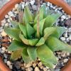 Vai alla scheda di Haworthia longifolia