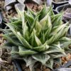 Vai alla scheda di Haworthia luteorosea f. variegata