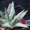 Vai alla scheda di Haworthia marginata