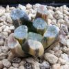 Vai alla scheda di Haworthia maughanii f. variegata