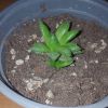 Vai alla scheda di Haworthia mirabilis v. calcarea