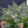 Vai alla scheda di Haworthia mirabilis v. rubrodentata