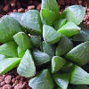 Vai alla scheda di Haworthia mutica