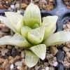 Vai alla scheda di Haworthia otzenii f. variegata