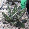 Vai alla scheda di Haworthia pumila cv. donuts