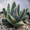 Vai alla scheda di Haworthia pumila cv. little circles