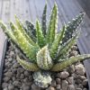 Vai alla scheda di Haworthia pumila f. variegata