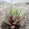 Vai alla scheda di Haworthia radula f. variegata