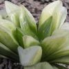 Vai alla scheda di Haworthia retusa cv. flash