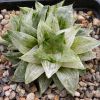 Vai alla scheda di Haworthia retusa cv. mini f. variegata