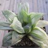 Vai alla scheda di Haworthia retusa f. variegata