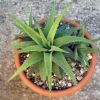 Vai alla scheda di Haworthia rugosa