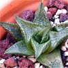 Vai alla scheda di Haworthia tessellata