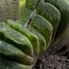 Vai alla scheda di Haworthia truncata cv. lime green