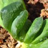 Vai alla scheda di Haworthia truncata cv. sizunami