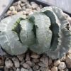 Vai alla scheda di Haworthia truncata cv. sunpu