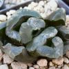 Vai alla scheda di Haworthia truncata f. mostruosa