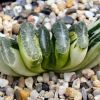 Vai alla scheda di Haworthia truncata f. variegata