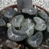Vai alla scheda di Haworthia truncata v. maughanii