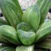 Vai alla scheda di Haworthia truncata x maughanii