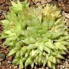 Vai alla scheda di Haworthia turgida v. turgida