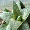 Vai alla scheda di Haworthia venosa v. tessellata