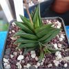 Vai alla scheda di Haworthia viscosa