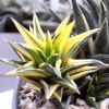 Vai alla scheda di Haworthia viscosa v. torquata f. variegata