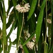 Vai alla scheda di Hoya longifolia