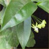 Vai alla scheda di Hoya multiflora
