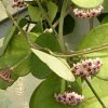 Vai alla scheda di Hoya obovata