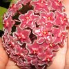 Vai alla scheda di Hoya purpureofusca