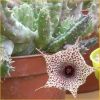 Vai alla scheda di Huernia hislopii